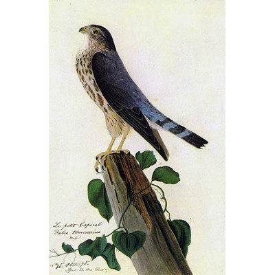 Audubon - Pigeon Hawk -by John James Audubon -20"x26" Art on Canvas   160662601294